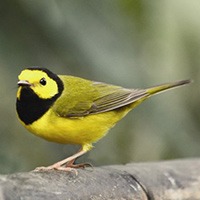 a yellow hooded warbler