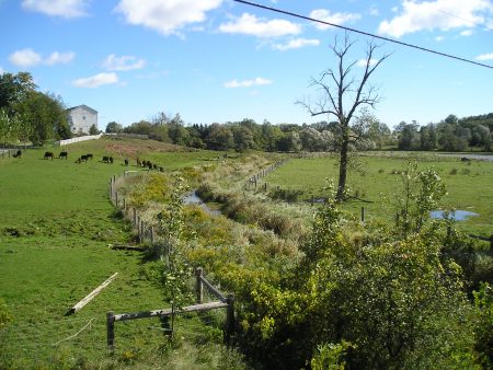 A creek running through a grass field with a house, barn and livestock in the background.