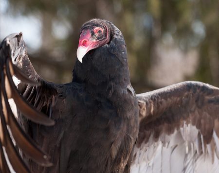 A Turkey Vulture spreading its wings