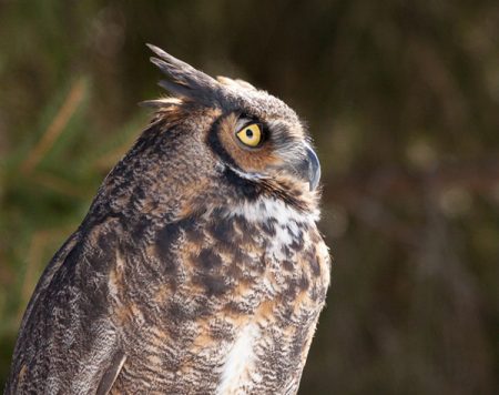 Sideview of the head of a great horned owl