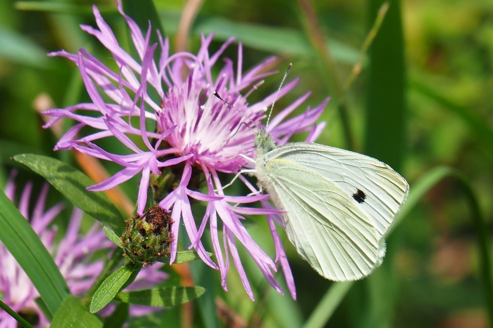 Mariposa blanca de la col