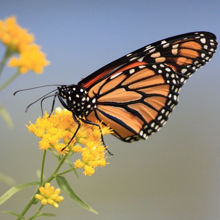una mariposa Monarca posada en una flor amarilla