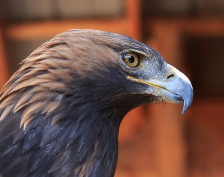 sideview of the head of a golden eagle
