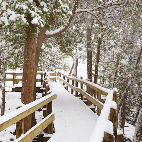 A snow covered boardwalk surrounded by trees 