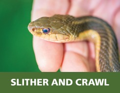 Snake, Slither and Crawl