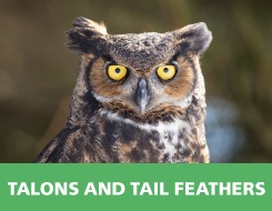 Owl, Talons and Tailfeathers