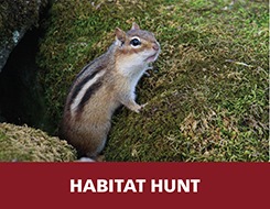 Chipmunk, Habitat Hunt