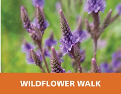 Flowers, Wildflower Walk