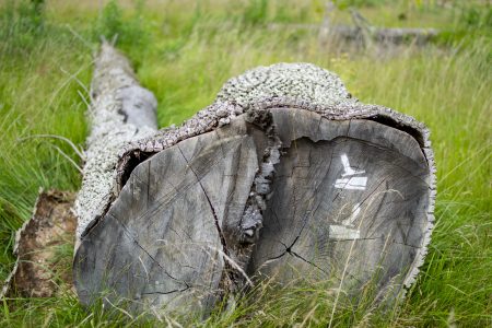 一根躺在草地上的木头，末端喷上了保护哈尔顿的标志。
