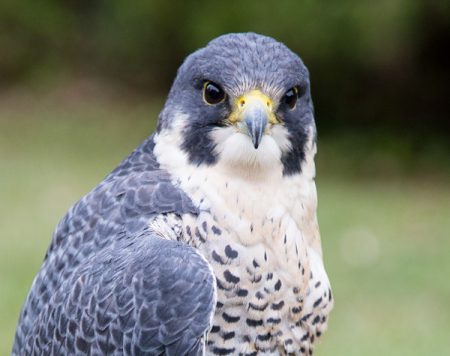 headshot of a Peregrine Falcon