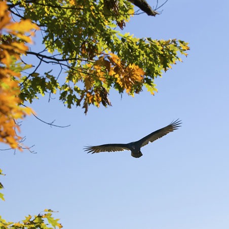 A bird of prey pictured to be soaring through the sky near some trees