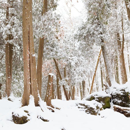 A forest pictured in the winter time with snow covering every tree and rock 