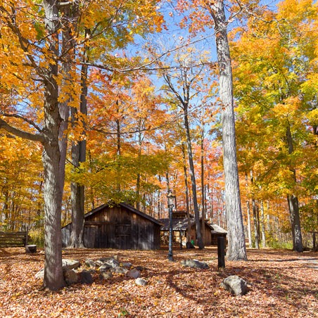 A log cabin surrounded by trees with orange, yellow, and green leaves 