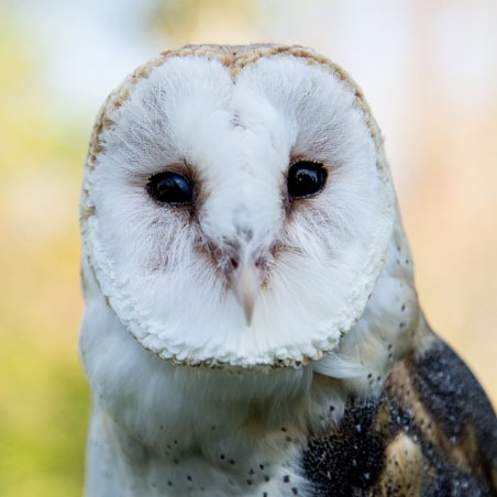 A close up shot of an owl
