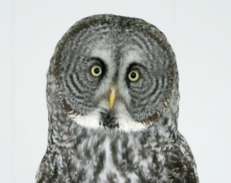 A headshot of a great grey owl