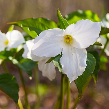 A close up of a trillium flower with white petals and yellow pollen
