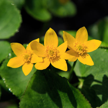 A close-up of bright yellow Marsh Marigold flowers surrounded by green leaves.