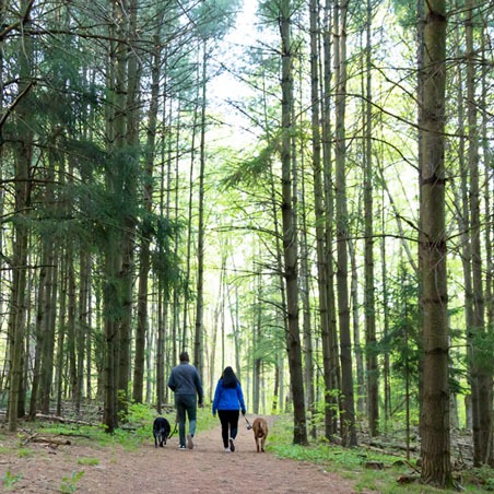 a man and a woman walk through a trail surrounded by very tall coniferous trees 