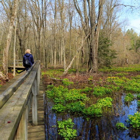 A man stands at the rail of a boardwalk over handing a marsh area