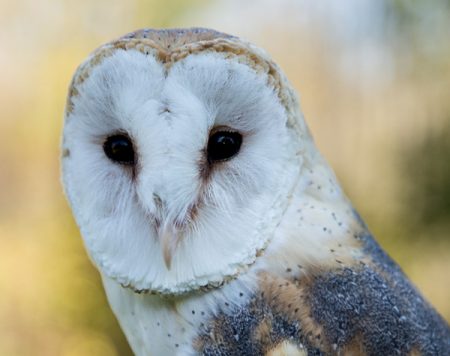 a headshot of a barn owl