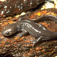 a jefferson salamander