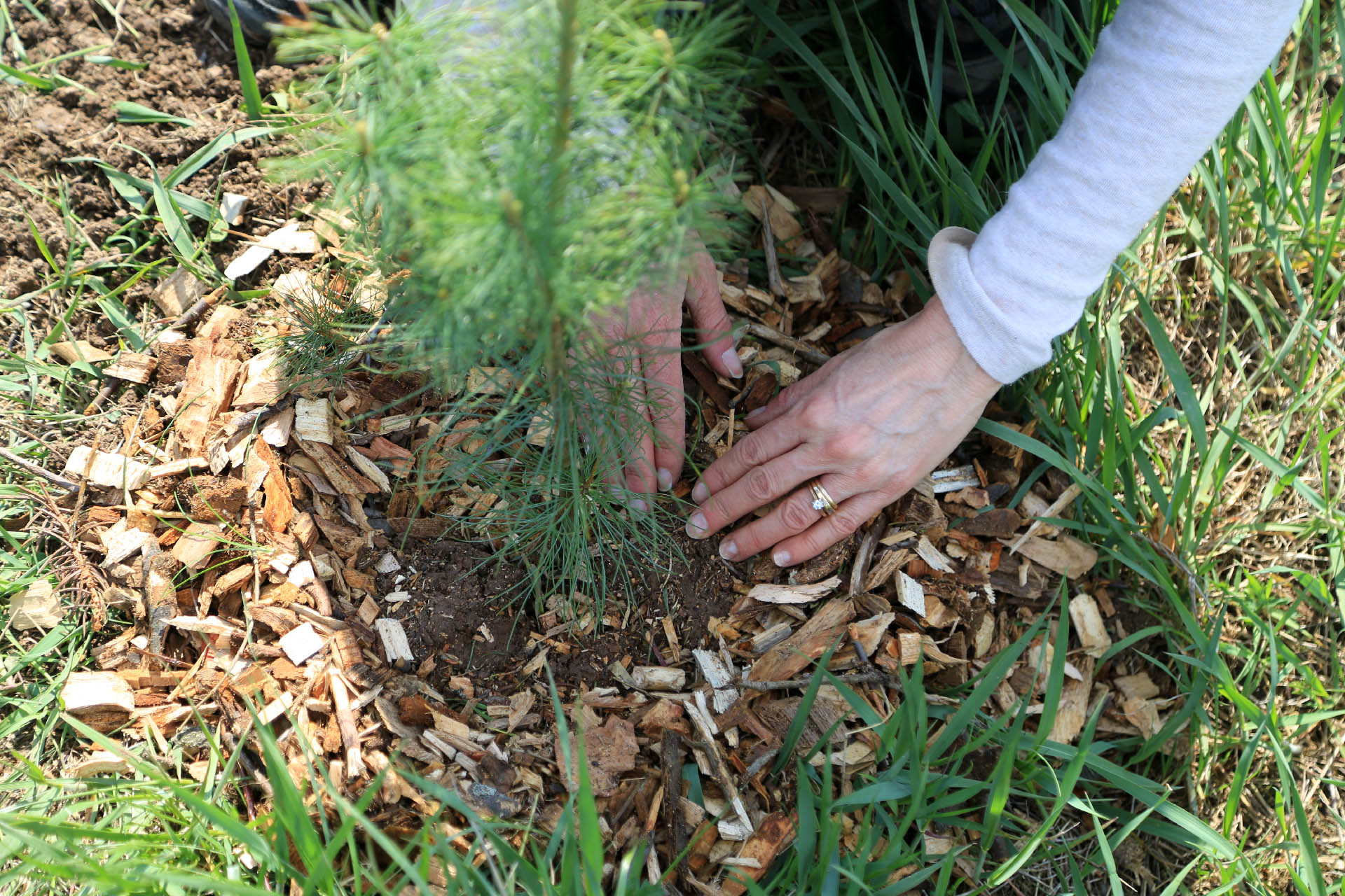 two hands pat down the soil around a newly planted tree