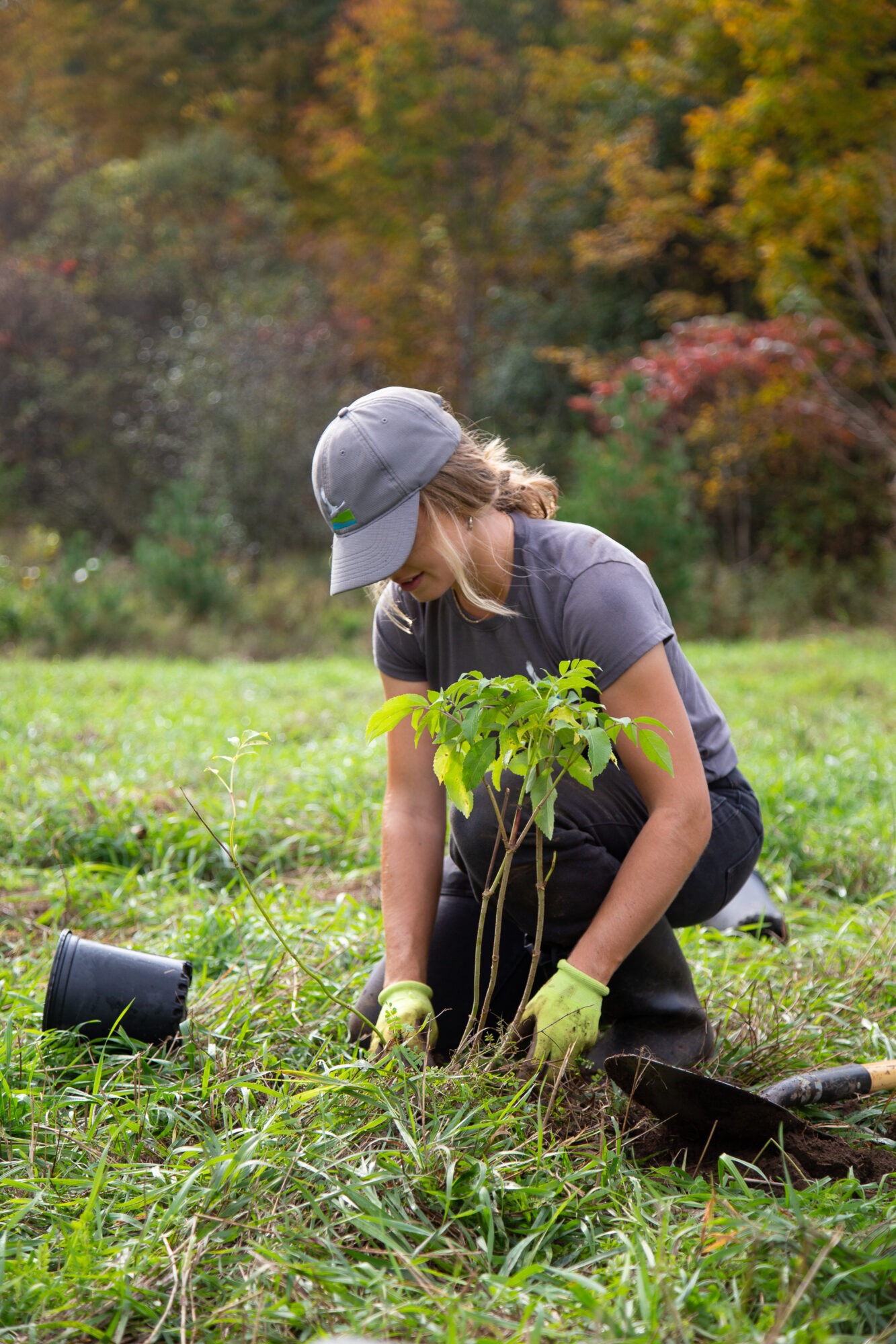 a young woman in a conservation halton ballcap kneels down to plant a tree