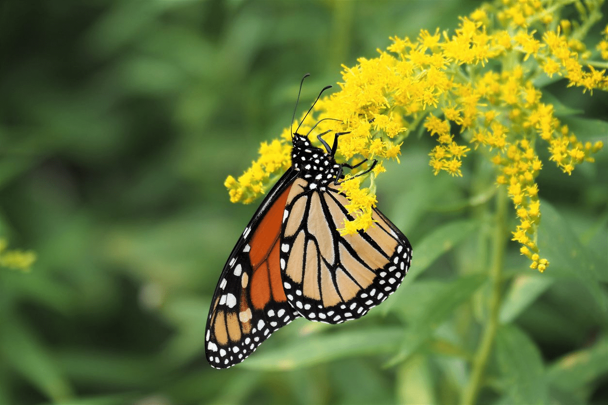 a monarch butterfly perched on yellow flowers