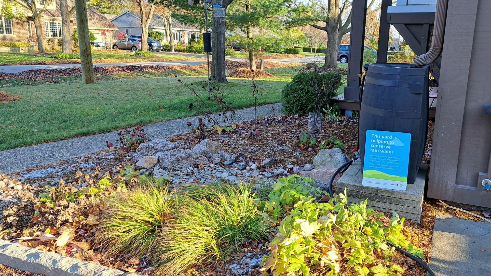 Image of a rain garden with a rain barrel installed on the side of a building.