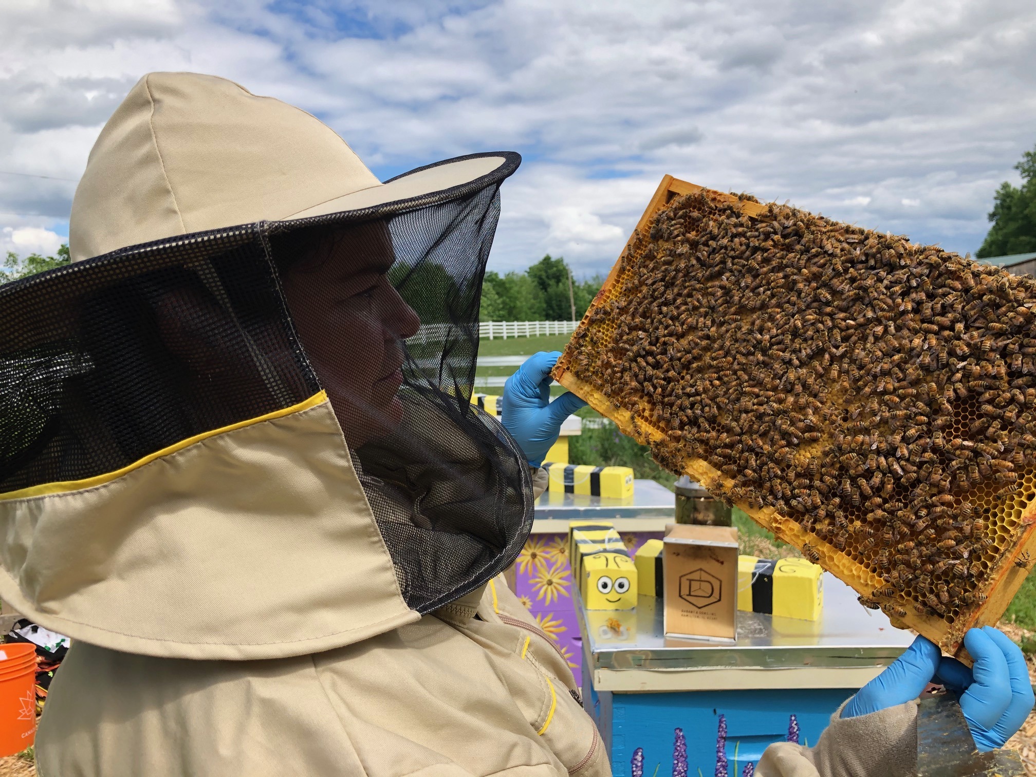 a bee keeper in a bee protection suit holds up a honey comb full of bees