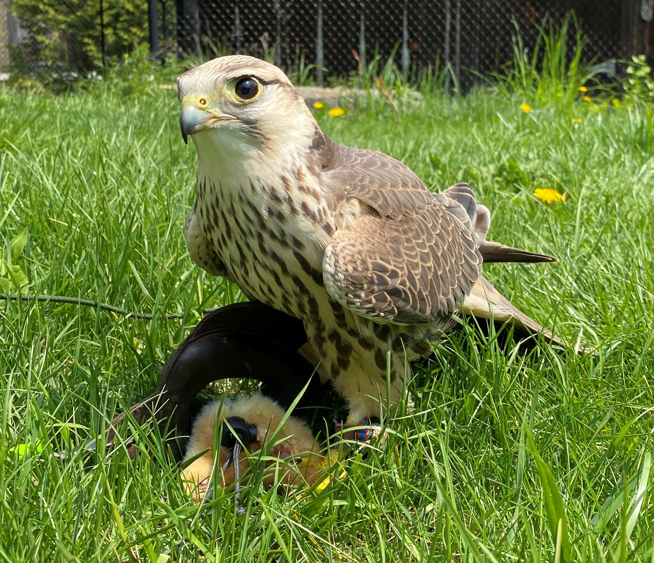 photo of falcon