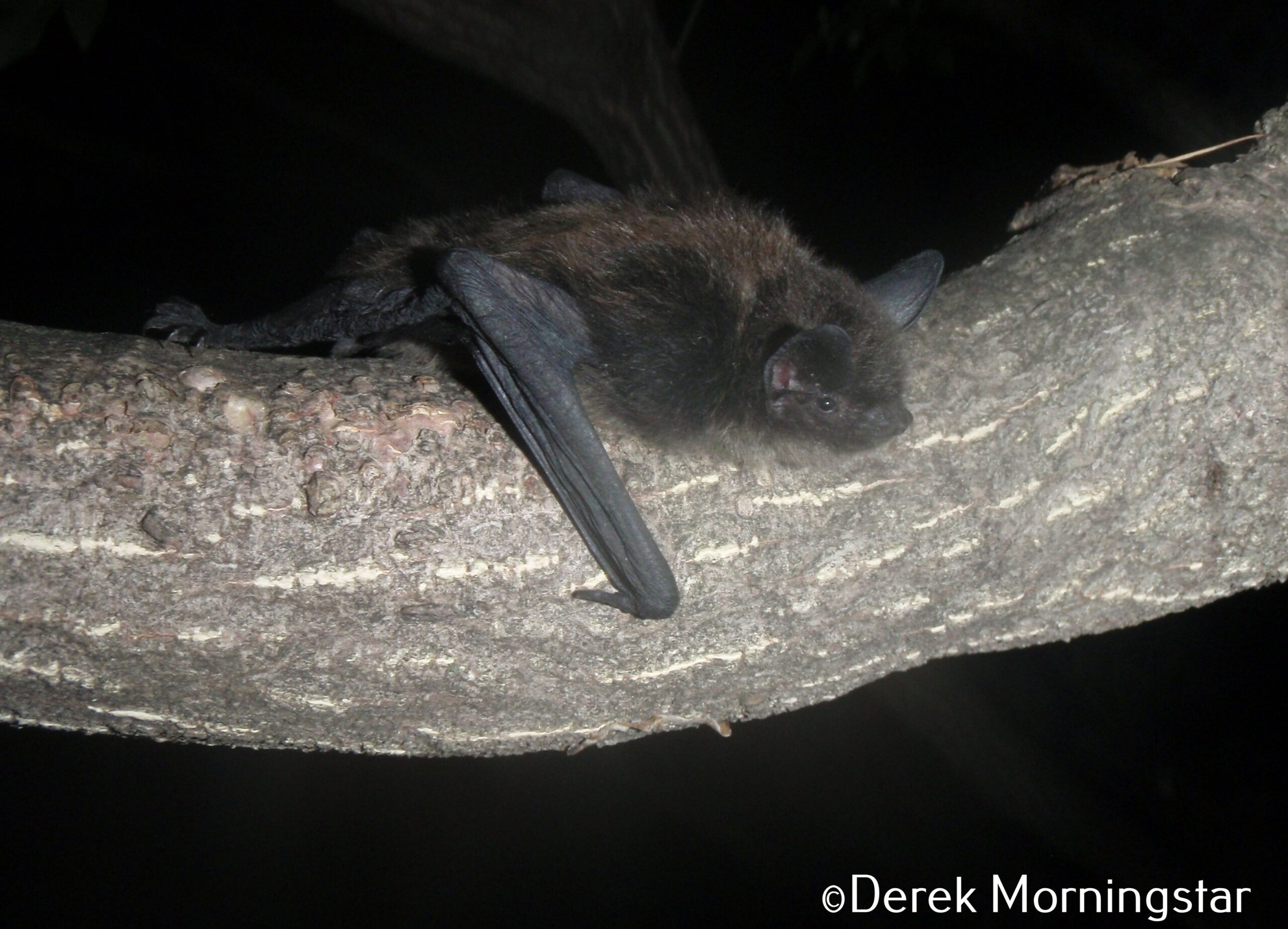 a bat on a branch