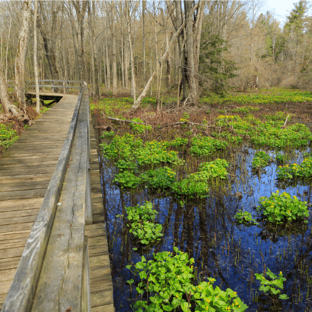 A wooden walkway over water with green plants