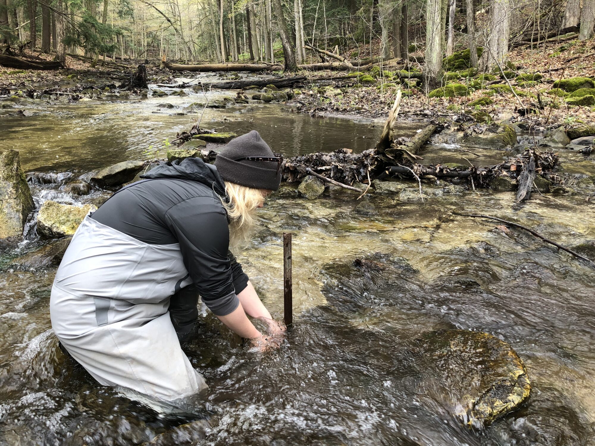 A researcher in waders inside a creek to measure water temperature.