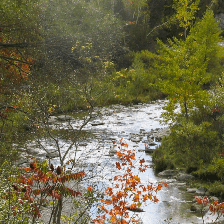 An urban creek in a forest