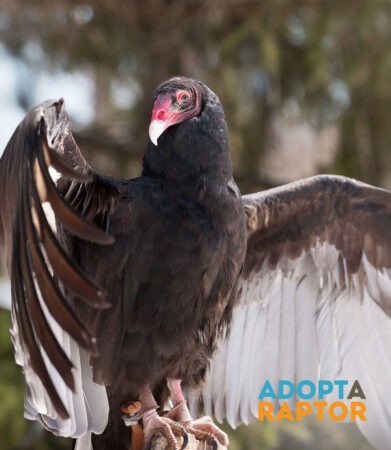 Buzz the Turkey Vulture spreading his wings. Buzz can be symbolically adopted through the Adopt-a-Raptor program.