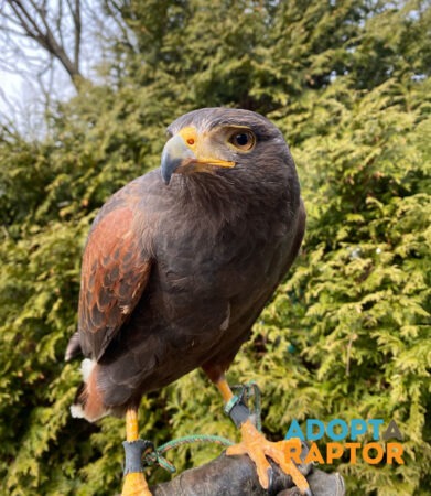 Jones the Harris's Hawk shown outdoors on a perch. Jones can be symbolically adopted through the Adopt-a-Raptor program.