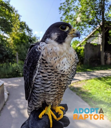 Kanuck the Peregrine Falcon shown outdoors on a gloved hand. Kanuck can be symbolically adopted through the Adopt-a-Raptor program.