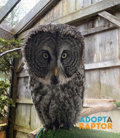 Nebula the Great Grey Owl shown in her outdoor enclosure. Nebula can be symbolically adopted through the Adopt-a-Raptor program.