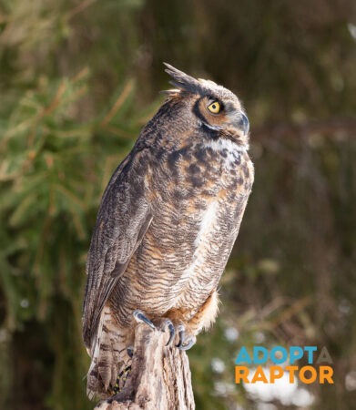 Octavius the Great Horned Owl perched outdoors on a tree stump. Octavius can be symbolically adopted through the Adopt-a-Raptor program.