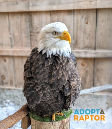 Pawgwa the Bald Eagle shown in her outdoor enclosure perching on a tree stump. Pawgwa can be symbolically adopted through the Adopt-a-Raptor program.