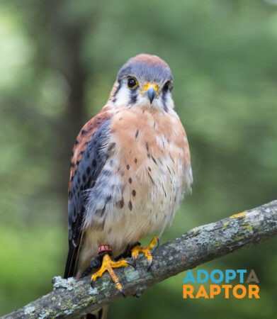 Pip the American Kestrel sitting on a tree branch. Pip can be symbolically adopted through the Adopt-a-Raptor program.