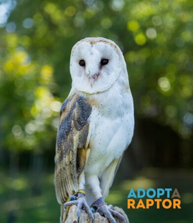 Shadow the Barn Owl shown outdoors on a tree stump perch. Shadow can be symbolically adopted through the Adopt-a-Raptor program.
