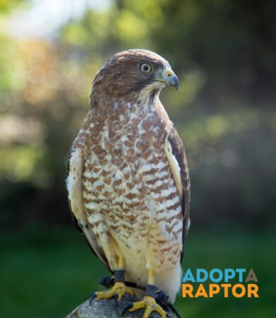 Thomas the Broad-winged Hawk shown outdoors on a perch. Thomas can be symbolically adopted through the Adopt-a-Raptor program.