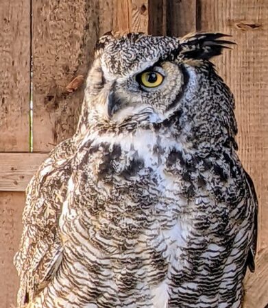 Alex the Great Horned Owl in his enclosure