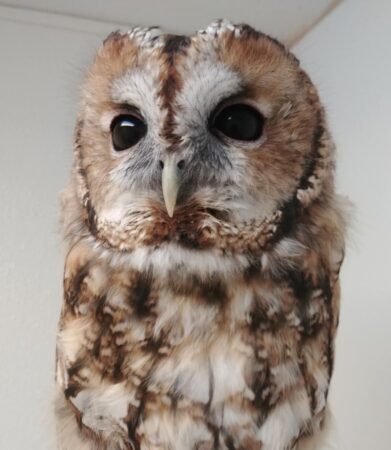Alistair the Tawny Owl shown indoors