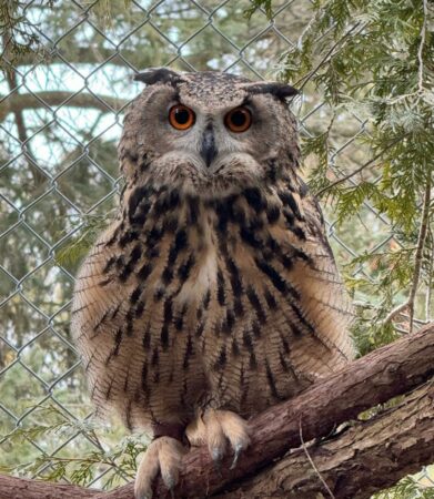 Auggie the Eurasian Eagle Owl shown perched on a branch in an outdoor enclosure