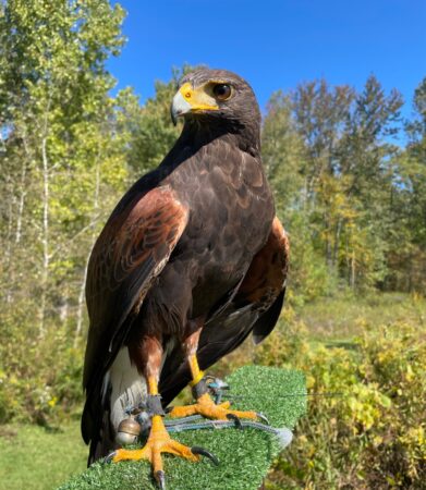 Cade the Harris's Hawk shown outdoors on a perch with blue skis and trees in the background