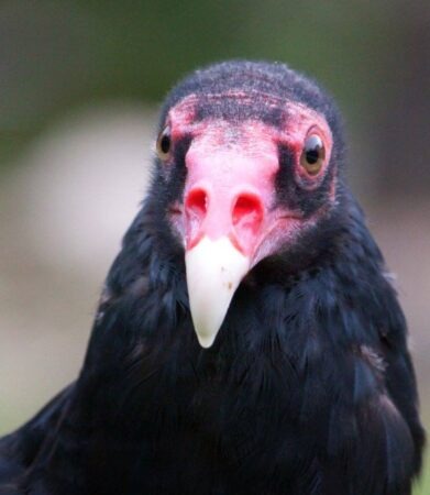 Casey the Turkey Vulture, close-up shot outdoors