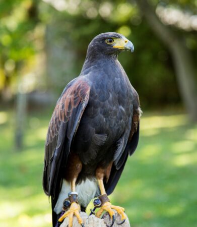 Chip the Harris's Hawk shown outdoors perched on a tree stump.